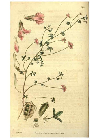 Reproducción/Reproduction 35082793172: Curtis's botanical magazine.. London ; New York [etc.] :Academic Press [etc.]