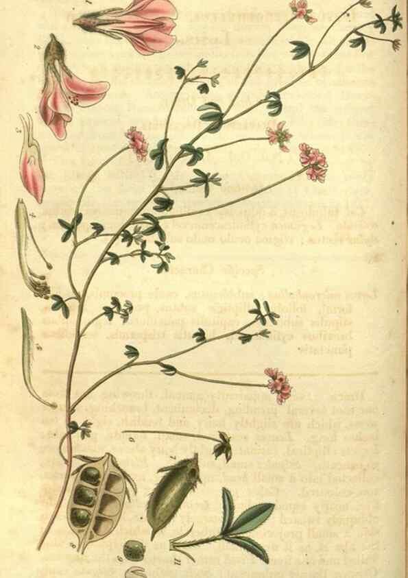 Reproducción/Reproduction 35082793172: Curtis's botanical magazine.. London ; New York [etc.] :Academic Press [etc.]