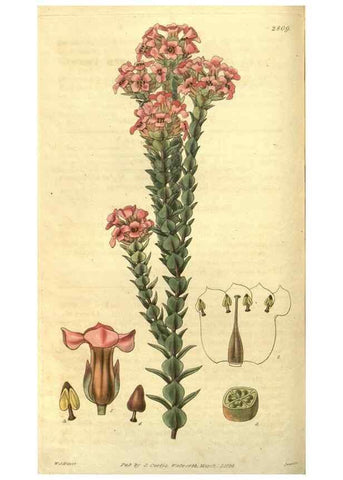 Reproducción/Reproduction 34439145823: Curtis's botanical magazine.. London ; New York [etc.] :Academic Press [etc.]