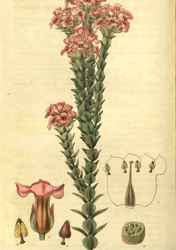 Reproducción/Reproduction 34439145823: Curtis's botanical magazine.. London ; New York [etc.] :Academic Press [etc.]