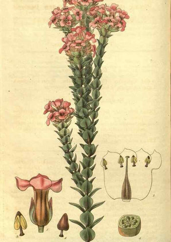 Reproducción/Reproduction 34439145823: Curtis's botanical magazine.. London ; New York [etc.] :Academic Press [etc.]