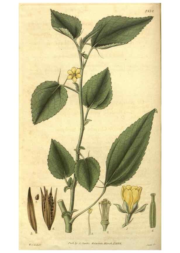 Reproducción/Reproduction 34439147403: Curtis's botanical magazine.. London ; New York [etc.] :Academic Press [etc.]