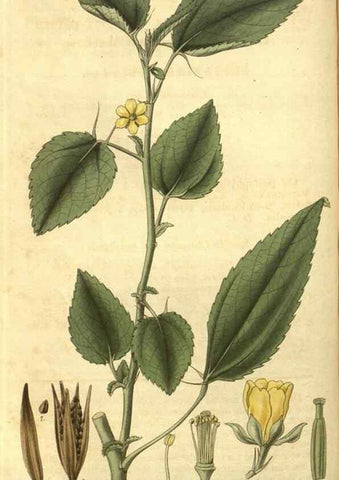 Reproducción/Reproduction 34439147403: Curtis's botanical magazine.. London ; New York [etc.] :Academic Press [etc.]