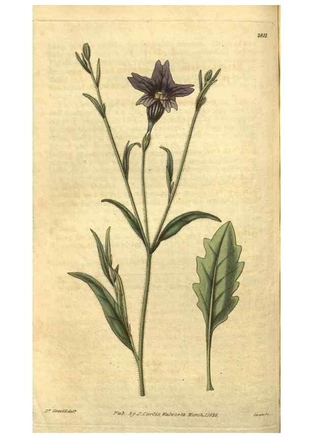 Reproducción/Reproduction 34439148803: Curtis's botanical magazine.. London ; New York [etc.] :Academic Press [etc.]