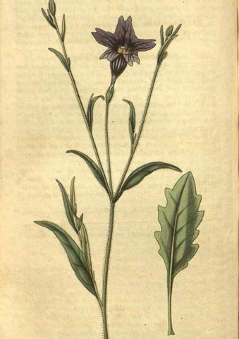 Reproducción/Reproduction 34439148803: Curtis's botanical magazine.. London ; New York [etc.] :Academic Press [etc.]