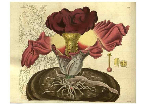 Reproducción/Reproduction 34439149513: Curtis's botanical magazine.. London ; New York [etc.] :Academic Press [etc.]
