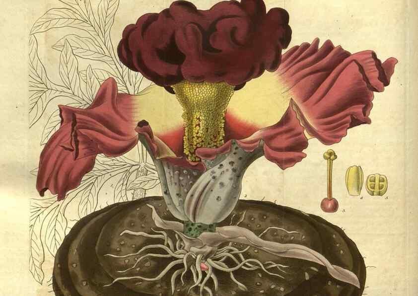 Reproducción/Reproduction 34439149513: Curtis's botanical magazine.. London ; New York [etc.] :Academic Press [etc.]
