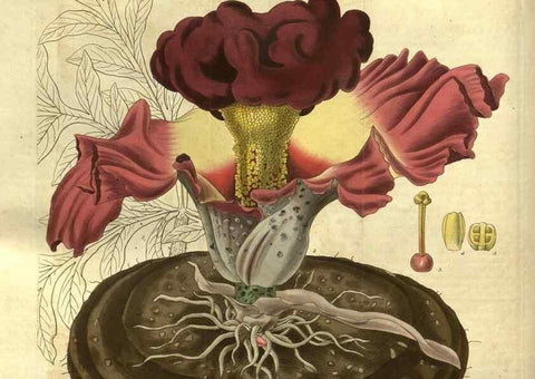 Reproducción/Reproduction 34439149513: Curtis's botanical magazine.. London ; New York [etc.] :Academic Press [etc.]