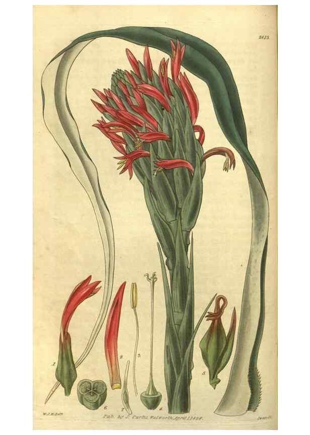 Reproducción/Reproduction 35208133906: Curtis's botanical magazine.. London ; New York [etc.] :Academic Press [etc.]