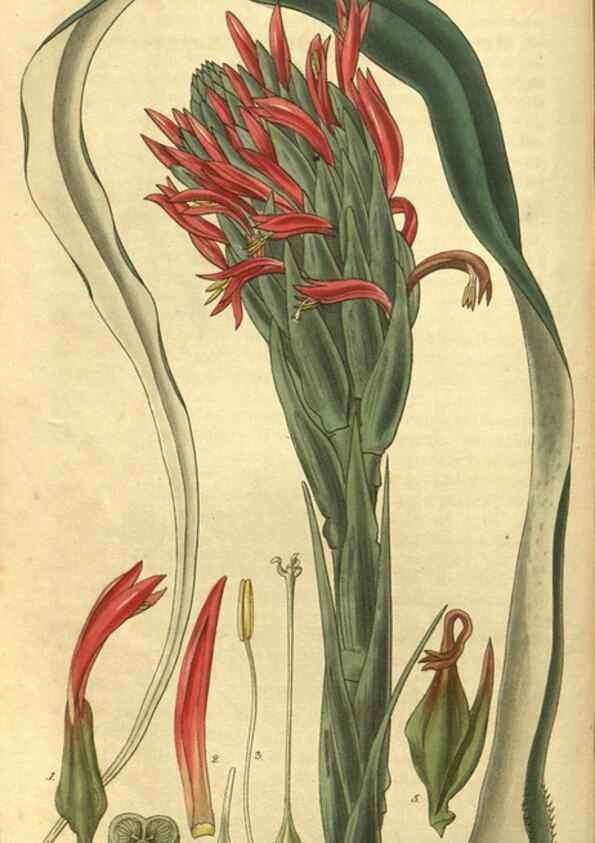 Reproducción/Reproduction 35208133906: Curtis's botanical magazine.. London ; New York [etc.] :Academic Press [etc.]