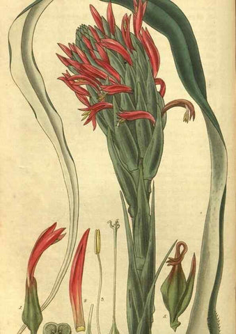 Reproducción/Reproduction 35208133906: Curtis's botanical magazine.. London ; New York [etc.] :Academic Press [etc.]