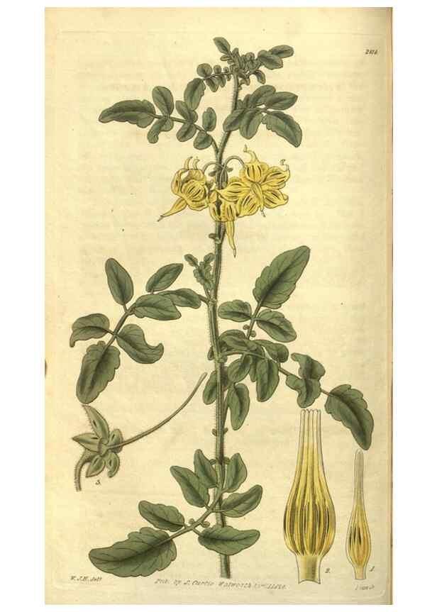 Reproducción/Reproduction 35118439741: Curtis's botanical magazine.. London ; New York [etc.] :Academic Press [etc.]