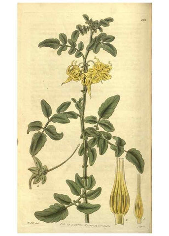 Reproducción/Reproduction 35118439741: Curtis's botanical magazine.. London ; New York [etc.] :Academic Press [etc.]