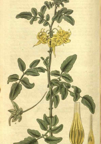 Reproducción/Reproduction 35118439741: Curtis's botanical magazine.. London ; New York [etc.] :Academic Press [etc.]