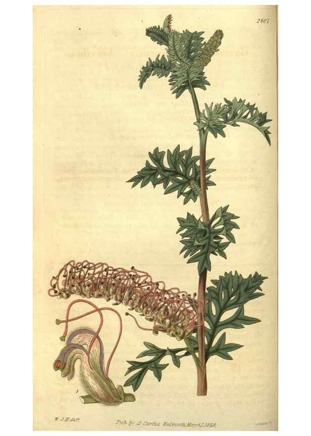 Reproducción/Reproduction 34439142033: Curtis's botanical magazine.. London ; New York [etc.] :Academic Press [etc.]