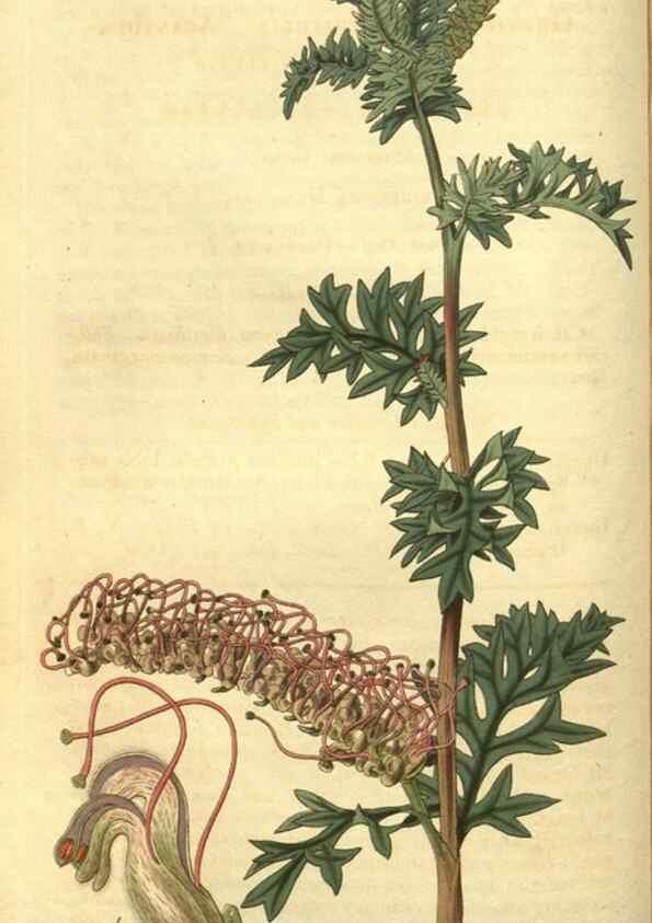 Reproducción/Reproduction 34439142033: Curtis's botanical magazine.. London ; New York [etc.] :Academic Press [etc.]