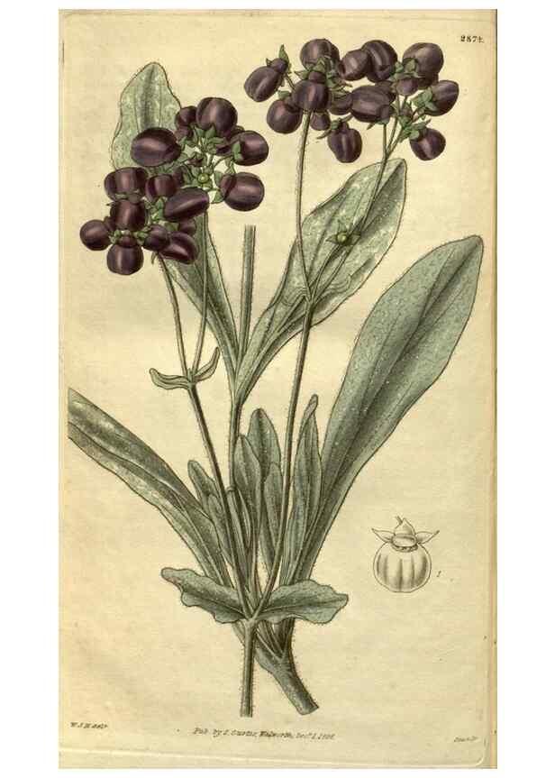 Reproducción/Reproduction 35208286596: Curtis's botanical magazine.. London ; New York [etc.] :Academic Press [etc.]