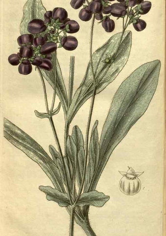 Reproducción/Reproduction 35208286596: Curtis's botanical magazine.. London ; New York [etc.] :Academic Press [etc.]