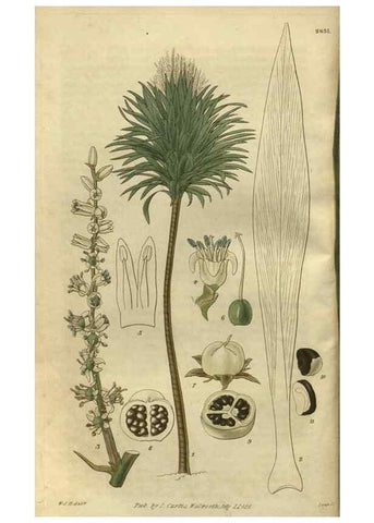 Reproducción/Reproduction 34861159450: Curtis's botanical magazine.. London ; New York [etc.] :Academic Press [etc.]