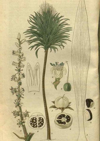 Reproducción/Reproduction 34861159450: Curtis's botanical magazine.. London ; New York [etc.] :Academic Press [etc.]