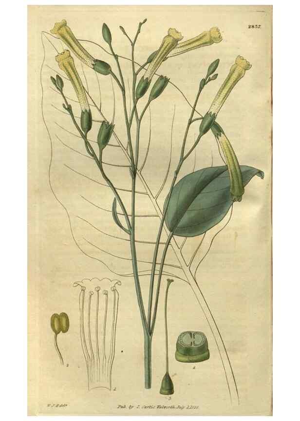 Reproducción/Reproduction 34861163150: Curtis's botanical magazine.. London ; New York [etc.] :Academic Press [etc.]
