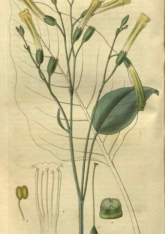 Reproducción/Reproduction 34861163150: Curtis's botanical magazine.. London ; New York [etc.] :Academic Press [etc.]