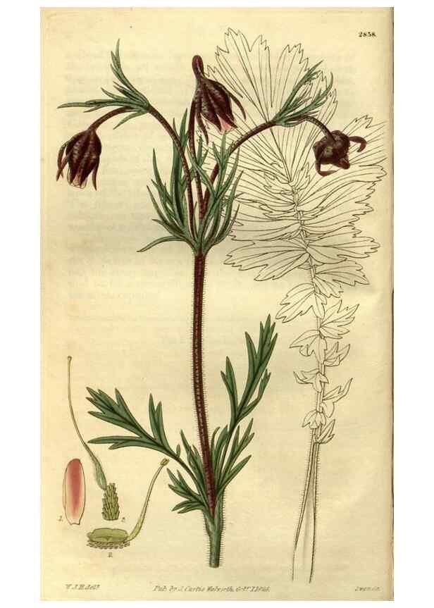 Reproducción/Reproduction 35248200005: Curtis's botanical magazine.. London ; New York [etc.] :Academic Press [etc.]