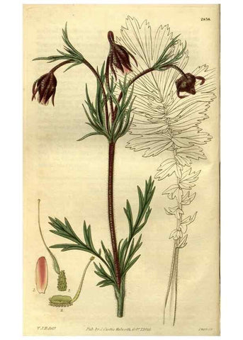 Reproducción/Reproduction 35248200005: Curtis's botanical magazine.. London ; New York [etc.] :Academic Press [etc.]