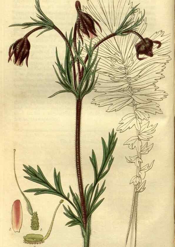 Reproducción/Reproduction 35248200005: Curtis's botanical magazine.. London ; New York [etc.] :Academic Press [etc.]