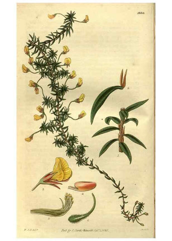 Reproducción/Reproduction 34404269314: Curtis's botanical magazine.. London ; New York [etc.] :Academic Press [etc.]