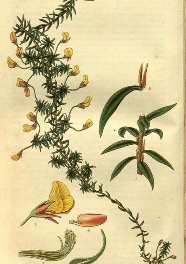 Reproducción/Reproduction 34404269314: Curtis's botanical magazine.. London ; New York [etc.] :Academic Press [etc.]