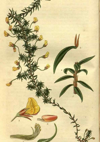 Reproducción/Reproduction 34404269314: Curtis's botanical magazine.. London ; New York [etc.] :Academic Press [etc.]