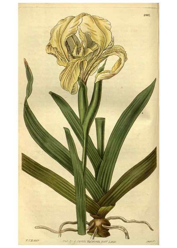 Reproducción/Reproduction 34404273204: Curtis's botanical magazine.. London ; New York [etc.] :Academic Press [etc.]