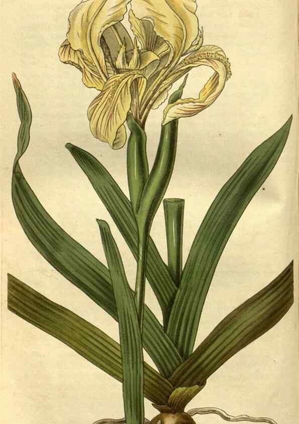 Reproducción/Reproduction 34404273204: Curtis's botanical magazine.. London ; New York [etc.] :Academic Press [etc.]