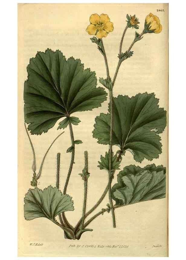 Reproducción/Reproduction 35248206735: Curtis's botanical magazine.. London ; New York [etc.] :Academic Press [etc.]