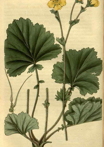 Reproducción/Reproduction 35248206735: Curtis's botanical magazine.. London ; New York [etc.] :Academic Press [etc.]
