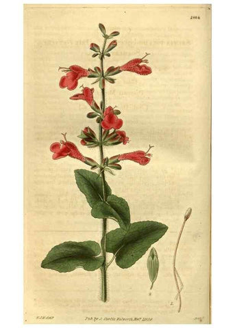 Reproducción/Reproduction 35248208435: Curtis's botanical magazine.. London ; New York [etc.] :Academic Press [etc.]