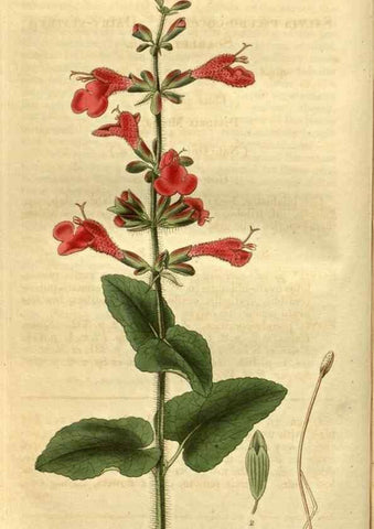 Reproducción/Reproduction 35248208435: Curtis's botanical magazine.. London ; New York [etc.] :Academic Press [etc.]