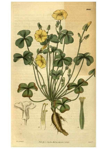 Reproducción/Reproduction 34404283284: Curtis's botanical magazine.. London ; New York [etc.] :Academic Press [etc.]