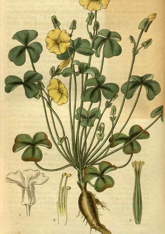 Reproducción/Reproduction 34404283284: Curtis's botanical magazine.. London ; New York [etc.] :Academic Press [etc.]