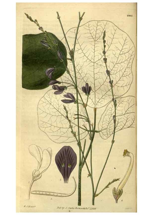 Reproducción/Reproduction 34404287334: Curtis's botanical magazine.. London ; New York [etc.] :Academic Press [etc.]