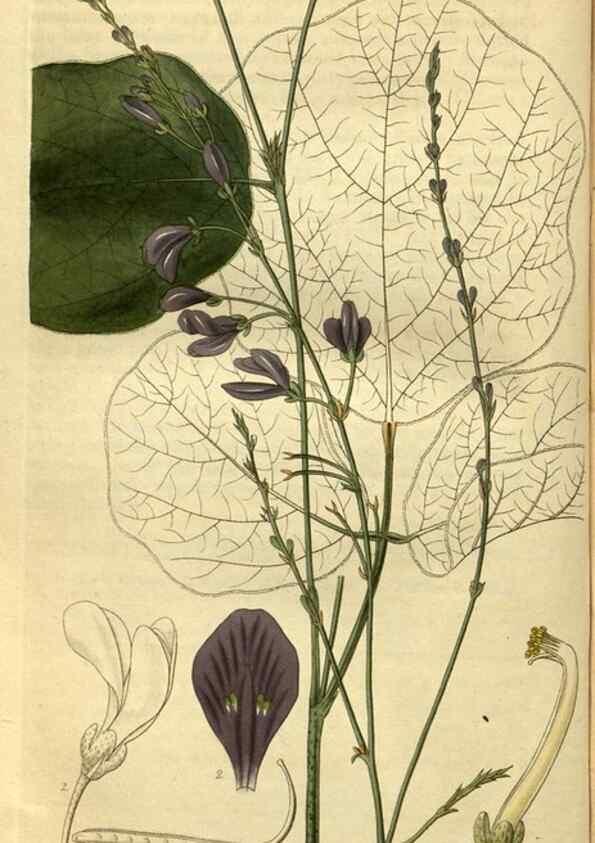 Reproducción/Reproduction 34404287334: Curtis's botanical magazine.. London ; New York [etc.] :Academic Press [etc.]