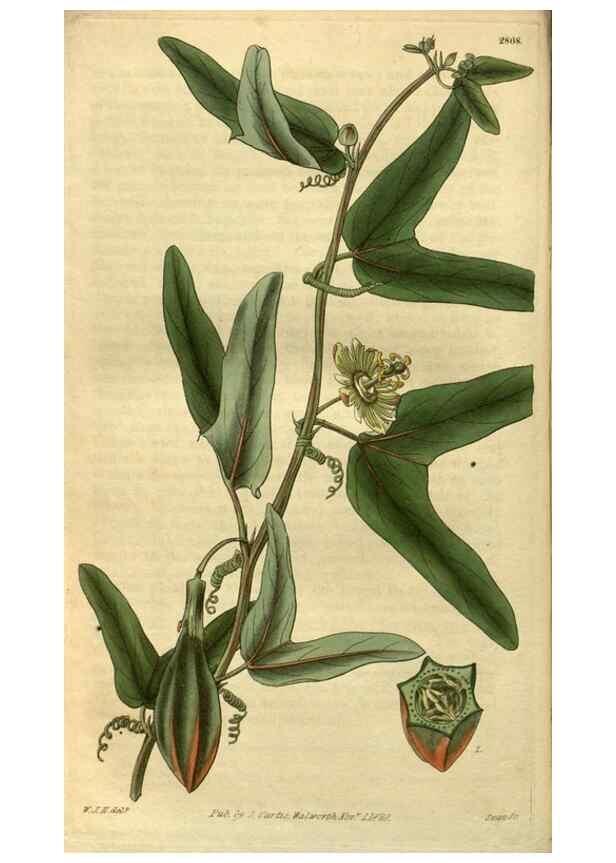 Reproducción/Reproduction 34404290054: Curtis's botanical magazine.. London ; New York [etc.] :Academic Press [etc.]