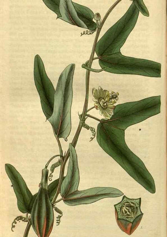 Reproducción/Reproduction 34404290054: Curtis's botanical magazine.. London ; New York [etc.] :Academic Press [etc.]