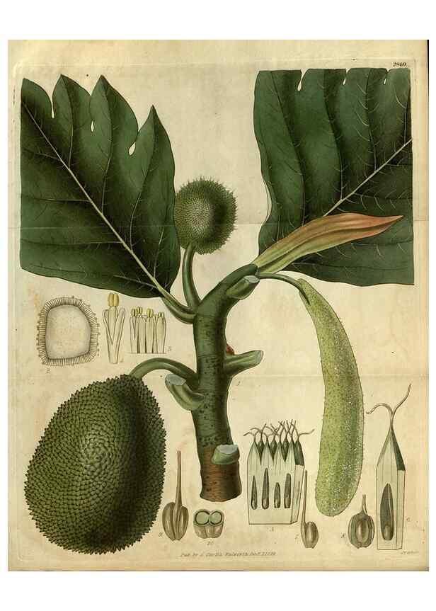 Reproducción/Reproduction 34404291874: Curtis's botanical magazine.. London ; New York [etc.] :Academic Press [etc.]