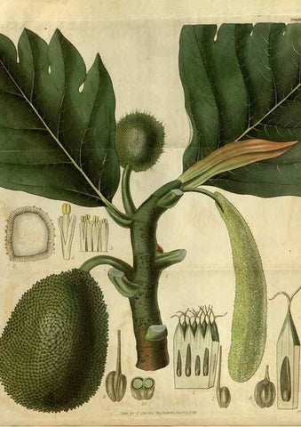Reproducción/Reproduction 34404291874: Curtis's botanical magazine.. London ; New York [etc.] :Academic Press [etc.]