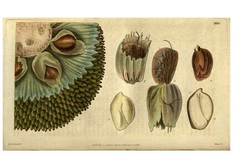 Reproducción/Reproduction 34404293814: Curtis's botanical magazine.. London ; New York [etc.] :Academic Press [etc.]