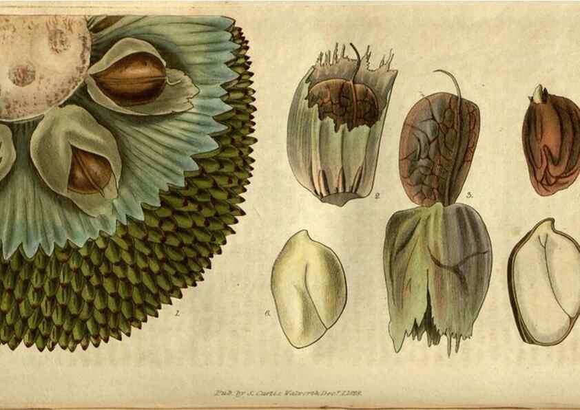 Reproducción/Reproduction 34404293814: Curtis's botanical magazine.. London ; New York [etc.] :Academic Press [etc.]