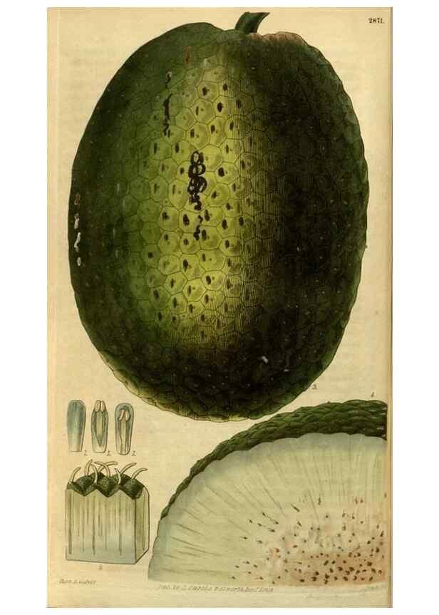 Reproducción/Reproduction 34404295554: Curtis's botanical magazine.. London ; New York [etc.] :Academic Press [etc.]