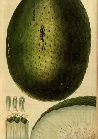 Reproducción/Reproduction 34404295554: Curtis's botanical magazine.. London ; New York [etc.] :Academic Press [etc.]
